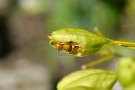 Blackberry lily seed capsule - Latin name - Iris domestica