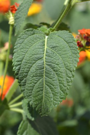 Shrub verbena leaves - Latin name - Lantana camara