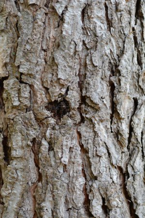 Detalle de corteza de pino de piedra italiana - Nombre latino - Pinus pinea