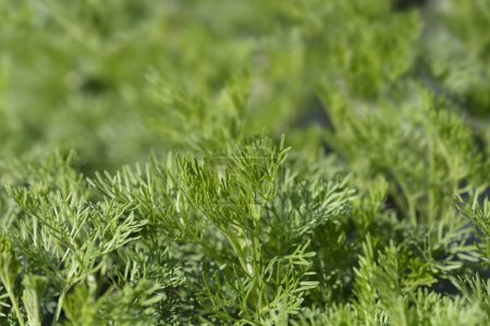 Photo for Southern wormwood leaves - Latin name - Artemisia abrotanum - Royalty Free Image