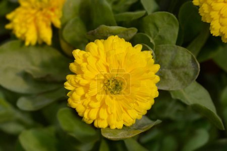 Souci de jardin fleur jaune - Nom latin - Calendula officinalis Bon Bon