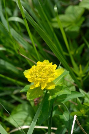 Cushion spurge yellow flower - Latin name - Euphorbia epithymoides 