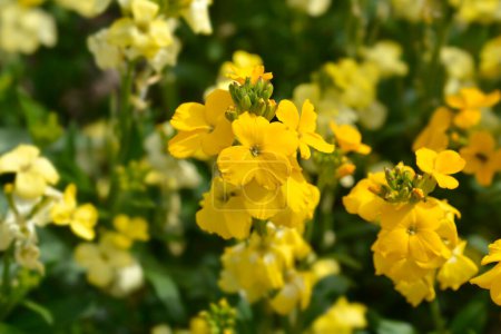 Yellow Wallflowers - Latin name - Erysimum cheiri Primerose Dame