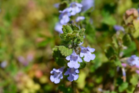 Ground ivy flowers - Latin name - Glechoma hederacea