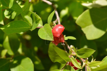 Winterblühende Geißblatt-Früchte - lateinischer Name - Lonicera fragrantissima