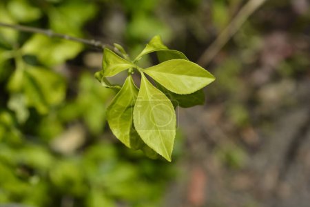 Téléchargez les photos : Branche à broches blanches avec feuilles - Nom latin - Euonymus europaeus f. Albus - en image libre de droit