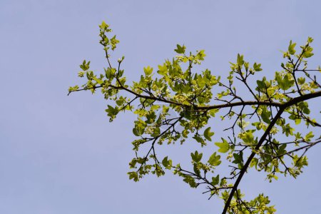 Téléchargez les photos : Branches d'érable crétoises avec des fleurs contre le ciel bleu - Nom latin - Acer sempervirens - en image libre de droit