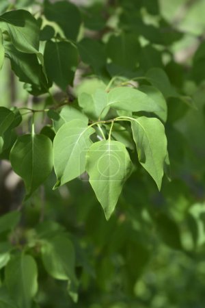 Früher hybrider Fliederzweig mit grünen Blättern - lateinischer Name - Syringa x hyacinthiflora Esther Staley