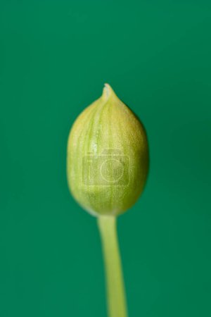 Wild garlic flower bud - Latin name - Allium ursinum