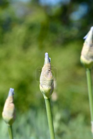Tall bearded iris blue flower bud - Latin name - Iris barbata elatior Blue Sapphire