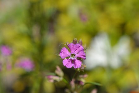 Sticky catchfly pink flower - Latin name - Viscaria vulgaris