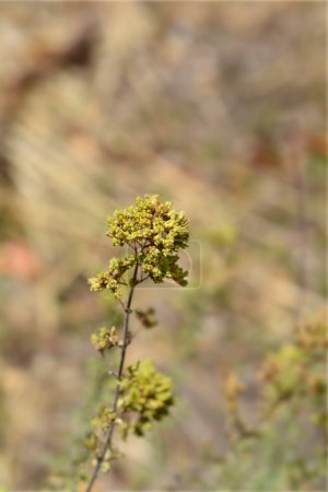 Winter-Majoran - lateinischer Name - Origanum vulgare subsp. viridulum