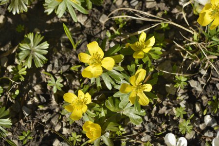 Winter aconite yellow flowers - Latin name - Eranthis hyemalis