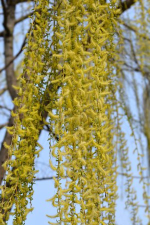 Téléchargez les photos : Saule pleureur doré branches avec des fleurs - Nom latin - Salix alba subsp. vitellina Pendula - en image libre de droit