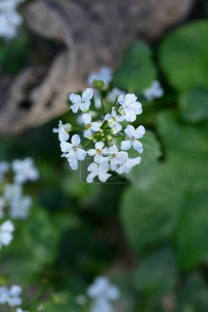 Caucásico pennycress blanco flores - Nombre latino - Pachyphragma macrophyllum