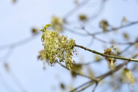 Boxelder branche d'érable avec des fleurs - Nom latin - Acer negundo