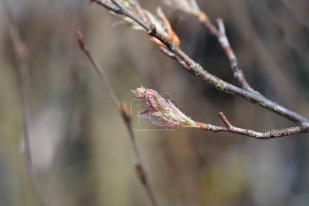 Juneberry branch with flower buds - Latin name - Amelanchier lamarckii
