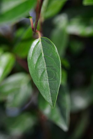 Laurustinus grüne Blätter - lateinischer Name - Viburnum tinus Marienkäfer