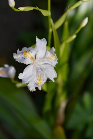 Fringed iris flower - Latin name - Iris japonica