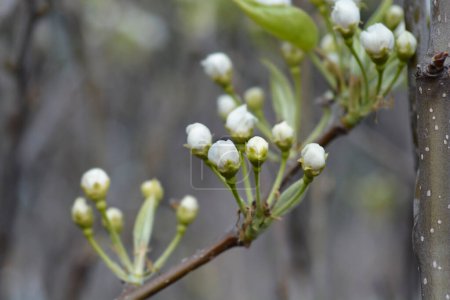 Japanischer Birnenzweig mit Blütenknospen - lateinischer Name - Pyrus pyrifolia Hosui