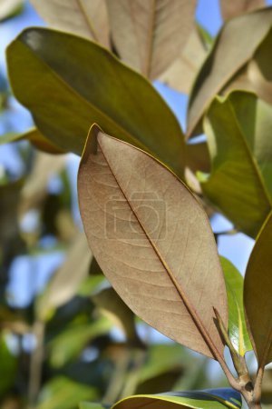 Südliche Magnolienblätter - lateinischer Name - Magnolia grandiflora