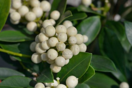 Skimmia branch with white berries - Latin name - Skimmia japonica OBerries White