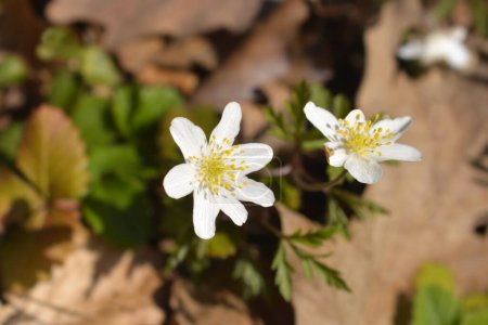 Anemonenblüten - lateinischer Name - Anemone nemorosa