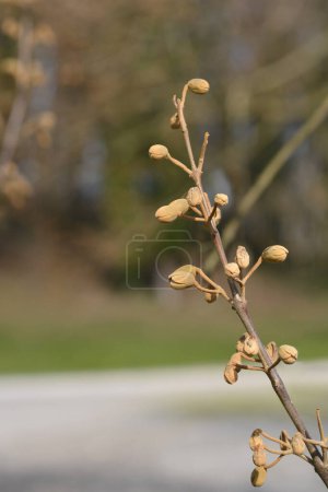 Empress tree branch with flower buds - Latin name - Paulownia tomentosa