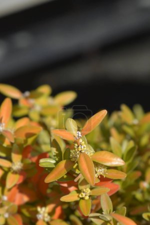 Photo for Common box branch with flower buds - Latin name - Buxus sempervirens - Royalty Free Image