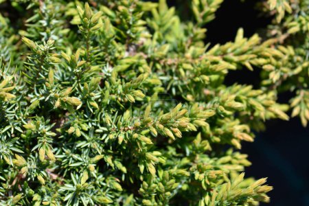 Tapis vert genévrier - Nom latin - Tapis vert Juniperus communis