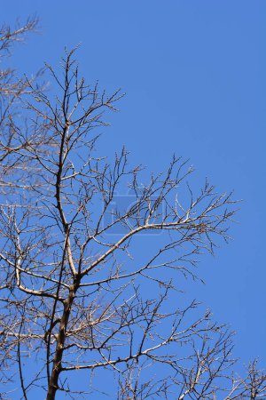 Gemeiner Zürgelbaum-Zweig mit Knospen vor blauem Himmel - lateinischer Name - Celtis occidentalis