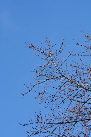 Silberne Ahornzweige mit Blüten vor blauem Himmel - lateinischer Name - Acer saccharinum