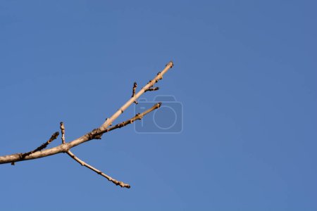 Gemeiner Eschenzweig mit Knospen gegen blauen Himmel - lateinischer Name - Fraxinus excelsior