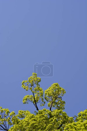 Kleinblättrige Lindenzweige mit Blättern vor blauem Himmel - lateinischer Name - Tilia cordata
