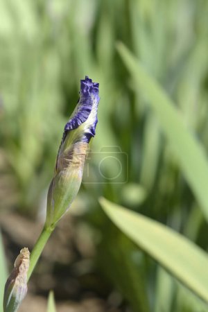 Intermediate bearded iris Arctic Fancy flower bud - Latin name - Iris barbata-media Arctic Fancy