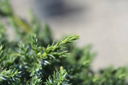 Chinesische Wacholderalpen - lateinischer Name - Juniperus chinensis blue alps