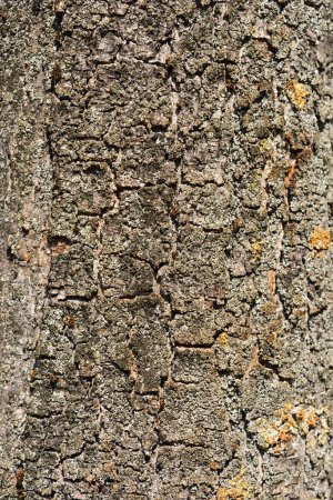 Common sycamore bark detail - Latin name - Acer pseudoplatanus