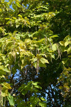 Common catalpa tree with seed pods leaves - Latin name - Catalpa bignonioides