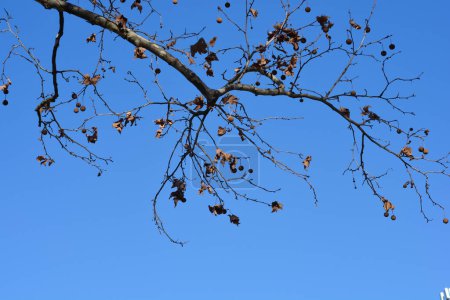 Londoner Platanen mit Knospen und Samen gegen blauen Himmel - lateinischer Name - Platanus x hispanica