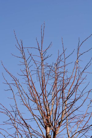 Caucasian lime branches with buds against blue sky - Latin name - Tilia x euchlora