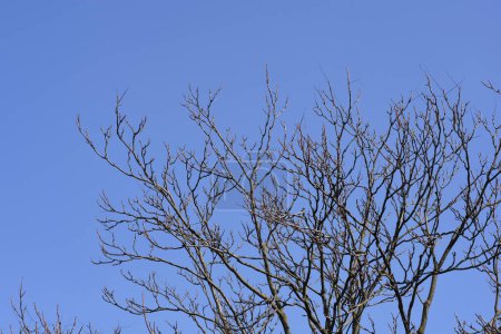 Árbol del cielo desnudo ramas contra el cielo azul - Nombre latino - Ailanthus altissima