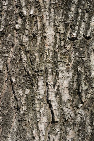 Drachen Krallen Weidenrinde Detail - Lateinischer Name - Salix matsudana Tortuosa