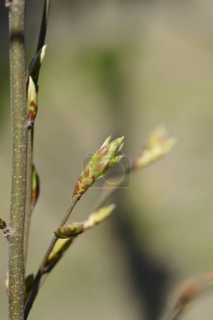 Common hornbeam branch with new leaves - Latin name - Carpinus betulus