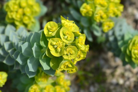 Myrtle spurge flowers - Latin name - Euphorbia myrsinites