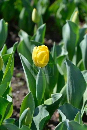 Tulpe Strong Gold Blume - lateinischer Name - Tulipa Strong Gold