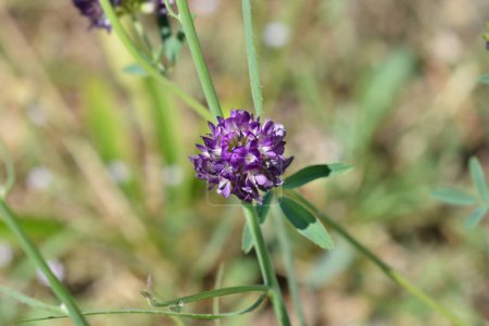 Alfalfa flower - Latin name - Medicago sativa