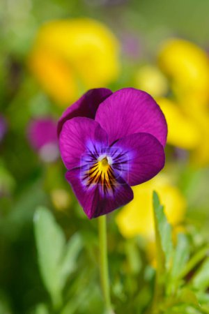 Téléchargez les photos : Fleur violette violette, bleue et jaune - Nom latin - Viola King Henry - en image libre de droit