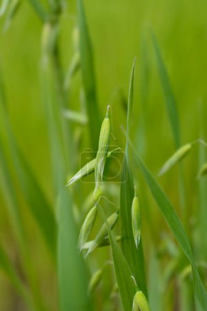 Common oat in the field - Latin name - Avena sativa