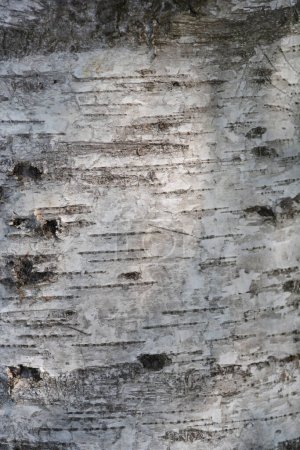Detalle de corteza de abedul pubescente - Nombre latino - Betula pubescens
