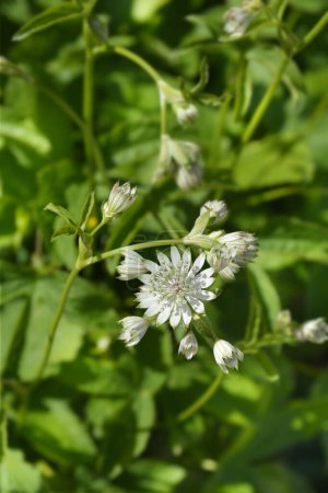 Fleurs de masterwort carnique - Nom latin - Astrantia carniolica
